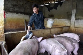 Một hộ chăn nuôi lợn ở Thanh Hóa. (Ảnh: Nguyễn Nam/TTXVN)