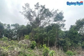 Những gốc cây bị đốn hạ, san ủi để mở đường. (Ảnh: TTXVN phát)