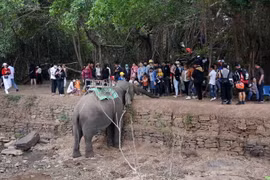 Du khách ngắm voi tại tại Trung tâm du lịch cầu treo Buôn Đôn, huyện Buôn Đôn, tỉnh Đắk Lắk. (Ảnh: Hoài Thu/TTXVN)
