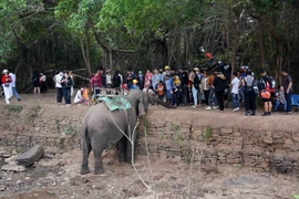 Du khách ngắm voi tại tại Trung tâm du lịch cầu treo Buôn Đôn, huyện Buôn Đôn, tỉnh Đắk Lắk. (Ảnh: Hoài Thu/TTXVN)