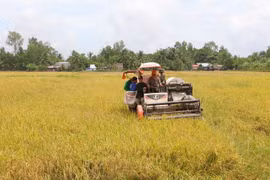 Thu hoạch lúa Hè Thu 2023 tại huyện Châu Thành A, tỉnh Hậu Giang. (Ảnh: Duy Khương/TTXVN)
