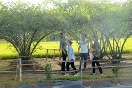 Du khách đến tham quan địa điểm du lịch vườn táo ở huyện Gò Công Đông, tỉnh Tiền Giang. (Ảnh: Hữu Chí/TTXVN)