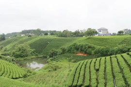 Đồi chè xóm Cầu Đá, xã Hoàng Nông, tỉnh Thái Nguyên, đang trở thành điểm tham quan hấp dẫn của du khách. (Ảnh: Hoàng Nguyên/TTXVN)