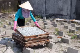 Ngư dân vùng biển huyện Gio Linh, tỉnh Quảng Trị, phơi cá khô. (Ảnh: Nguyên Lý/TTXVN)