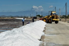 Mô hình sản xuất muối sạch trải bạt tại cánh đồng muối Phương Cựu, xã Phương Hải, huyện Ninh Hải, tỉnh Ninh Thuận. (Ảnh: Nguyễn Thành/TTXVN)