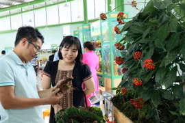 Sản phẩm sâm Ngọc Linh trưng bày. (Ảnh: Trần Tĩnh/TTXVN)