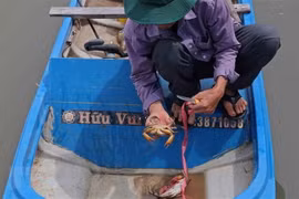 Nghề nuôi cua của nông dân Cà Mau phần lớn vẫn là thả nuôi tự nhiên trong vuông tôm. (Ảnh: Huỳnh Anh/TTXVN)