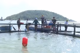 Mô hình nuôi cá bớp biển bằng lồng nhựa HDPE của gia đình ông Cao Minh Thái, xã Quảng Đông, huyện Quảng Trạch, tỉnh Quảng Bình. (Ảnh: TTXVN phát)