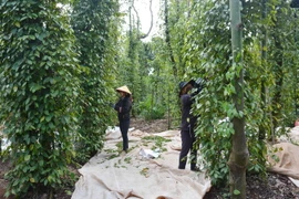 Thu hoạch hồ tiêu. (Ảnh: Hoài Thu/TTXVN) 