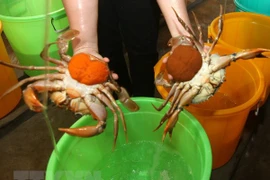 Một cơ sở sản xuất cua giống. (Ảnh: Vũ Sinh/TTXVN)