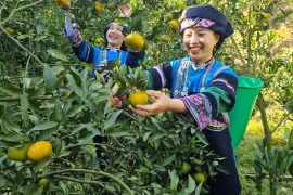 Chị em thu hái quýt. (Ảnh: Hương Thu/TTXVN)