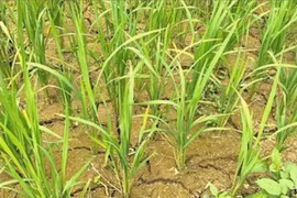 Những cánh đồng lúa thiếu nước nên đất bị khô cằn, nứt nẻ. (Nguồn: Báo Lào Cai)