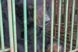 Gấu nuôi bị bỏ đói và chết hàng loạt tại các trang trại ở Hạ Long