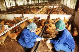 Nguy cơ xuất hiện cúm gia cầm trong dịp Tết Nguyên đán