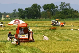 IRRI đề xuất 6 sáng kiến nhằm gia tăng giá trị lúa gạo của Việt Nam