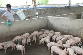 Nông dân chăm sóc đàn lợn con. (Ảnh: Vũ Sinh/TTXVN)