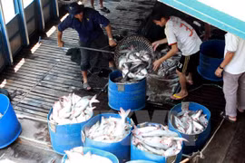Thu hoạch cá tra ở Đồng Tháp. (Ảnh: Vũ Sinh/TTXVN)