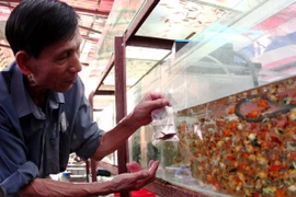 Giống cá cảnh thuần chủng. (Ảnh: Ngọc Hà/TTXVN)