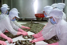 Chế biến tôm xuất khẩu. (Ảnh: Lê Huy Hải/TTXVN)