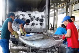 Thu mua cá ngừ đại dương ở Khánh Hòa. (Ảnh: Nguyên Lý/TTXVN)