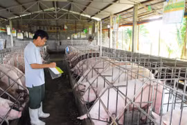 Kiểm tra đàn lợn tại trang trại ở thành phố Hồ Chí Minh. (Ảnh: Mạnh Linh/TTXVN)