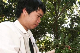 Quả mắc ca chuẩn bị cho thu hoạch ở Tây Nguyên. (Ảnh: Đặng Tuấn/TTXVN)