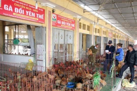 Lực lượng liên ngành tiến hành kiểm tra, giám sát gia cầm sống buôn bán tại chợ Hà Vĩ. (Ảnh: Đình Huệ/TTXVN)