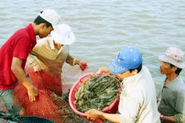 Nông dân thu hoạch tôm nuôi. (Ảnh: Huỳnh Sử/TTXVN)