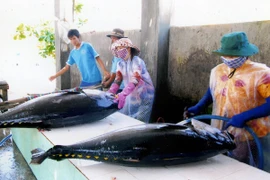 Sơ chế cá ngừ xuất khẩu tại thành phố Tuy Hòa. (Ảnh: Hồng Kỳ/TTXVN)