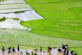 Nông dân gieo cấy lúa ở Lào Cai. (Ảnh: Phương Hoa/TTXVN)