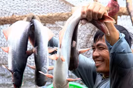 Thu hoạch cá tra tại Cần Thơ. (Ảnh: Duy Khương/TTXVN)