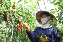 Rau, củ, quả trồng tại Đà Lạt theo tiêu chuẩn VietGAP. (Ảnh: Phương Vi/TTXVN)