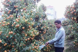Chủ vườn chăm sóc quất. (Ảnh: Thanh Tâm/Vietnam+)
