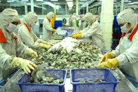 Chế biến tôm đông lạnh phục vụ xuất khẩu. (Ảnh: Thanh Vũ/TTXVN)