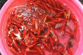 Cá chép đỏ loại nhỏ có mức giá dao động từ 15.000-50.000 đồng/bộ. (Ảnh: Thanh Tâm/Vietnam+)