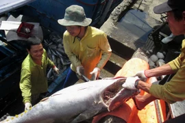 Ngư dân Khánh Hòa được mùa các loại cá ngừ. (Ảnh: Nguyên Lý/TTXVN)