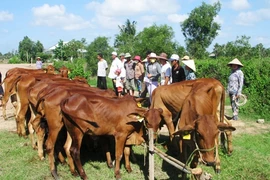 Ảnh minh họa. (Nguồn: Minh Trí/TTXVN)