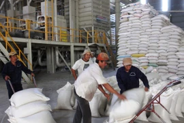 Lập Ban chỉ đạo chương trình trọng điểm nghiên cứu lúa gạo quốc gia