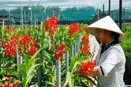 Gương nông dân sản xuất kinh doanh giỏi trồng lan Mokara cho doanh thu cao ở thành phố Hồ Chí Minh. (Ảnh: Mạnh Linh/TTXVN)