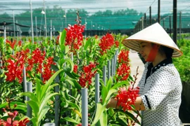 Gương nông dân sản xuất kinh doanh giỏi trồng lan Mokara cho doanh thu cao ở thành phố Hồ Chí Minh. (Ảnh: Mạnh Linh/TTXVN)
