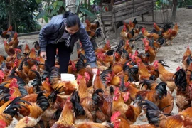 Việt Nam chưa ghi nhận trường hợp gia cầm nhiễm virus H5N8 