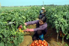 Nông dân thu hoạch cà chua với năng suất cao nhờ áp dụng khoa học kỹ thuật trong nông nghiệp. (Ảnh: Lan Xuân/TTXVN)