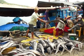 Sản lượng thủy sản tăng, ngư dân phấn khởi khi trúng đậm mùa tôm, cá