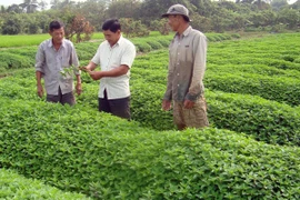 Nhìn lại VietGAP sau 6 năm: Nhiều bất cập và khó khăn cho nông dân