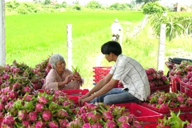 Thu hoạch thanh long tại Bình Thuận (Ảnh: Nguyễn Thanh/TTXVN)