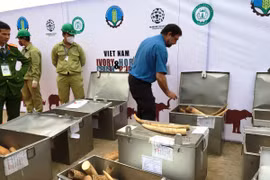 Hơn 2 tấn ngà voi và 70 kg sừng tê giác là tang vật buôn bán trái phép bị tiêu hủy. (Ảnh: Thanh Tâm/Vietnam+)
