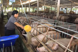 Nông dân chăm sóc đàn lợn nái ở Tiền Giang. (Ảnh: Vũ Sinh/TTXVN)