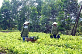 500.000 USD để phát triển rừng và trang trại tại Việt Nam 
