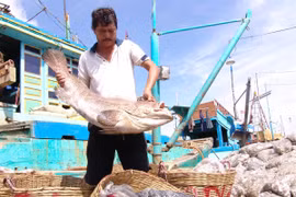 Ngư dân Bạc Liêu trúng mùa cá biển. (Ảnh: Huỳnh Sử/TTXVN)