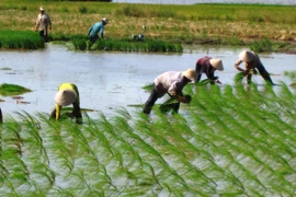 Bà con nông dân tập trung cấy lúa Hè Thu. (Ảnh: Thanh Liêm/TTXVN)